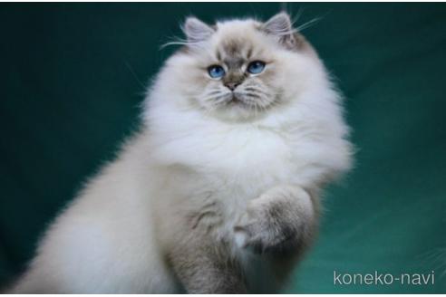販売中のラグドールの親猫